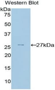 PRNP / PrP / Prion Antibody (aa23-230)