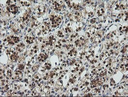 UBE2G2 Antibody (clone OTI1B10, Carrier-free)