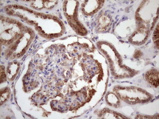 BMF Antibody (clone OTI3H5, Carrier-free)