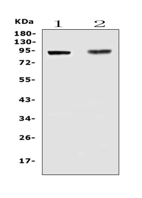 TLR1 Antibody