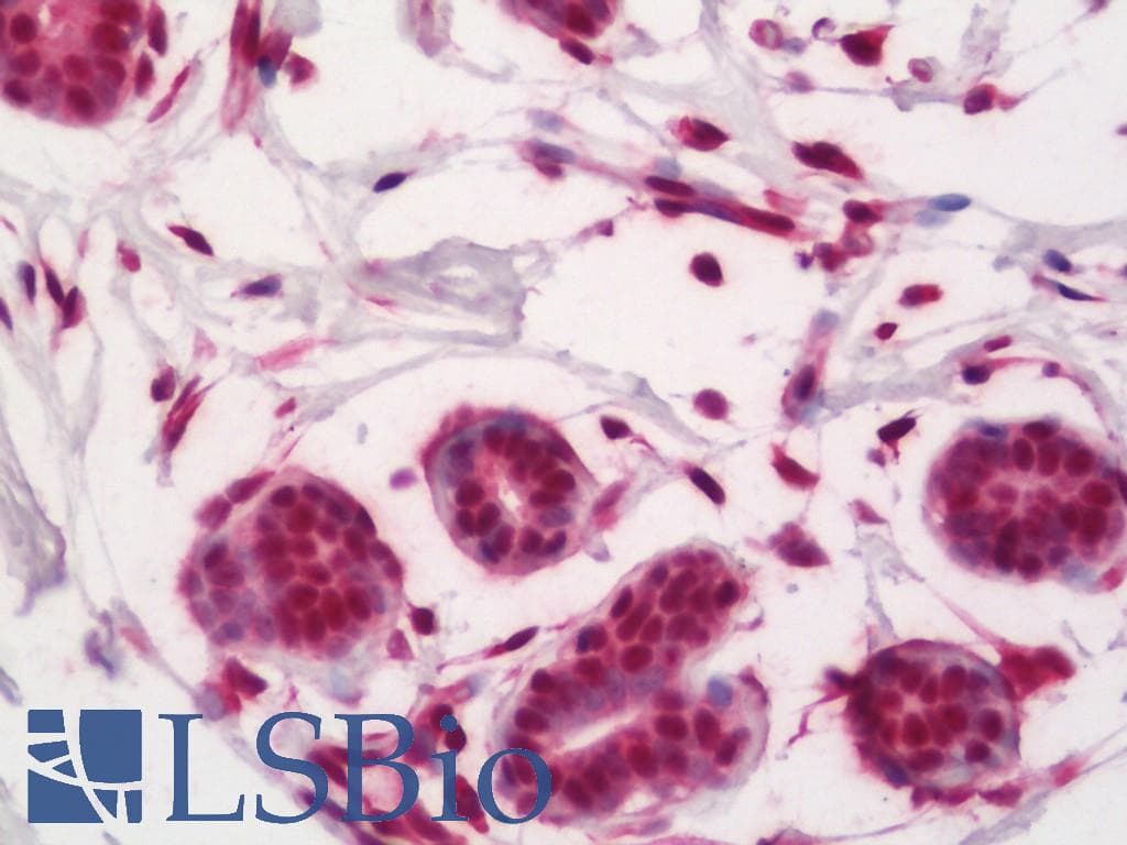 IHC-plus™ Polyclonal Rabbit anti-Human NUMA1 / NUMA Antibody (aa315-364, IHC, WB)