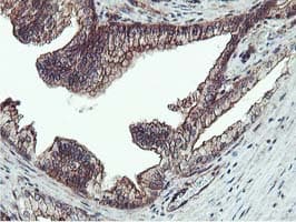 EPN2 Antibody (clone OTI1G3, Carrier-free)