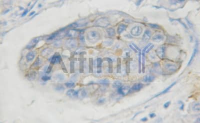 c-Kit / CD117 Antibody (phospho-Tyr703)