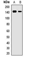 ABCB11 / BSEP Antibody