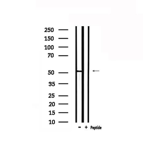 GPR152 Antibody
