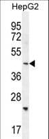 SH2D4B Antibody (aa374-402)