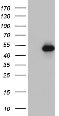 NR2C1 Antibody (aa1-237, clone OTI2E2)