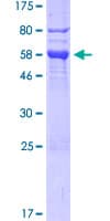 Human FKBP6 Protein (Recombinant GST)