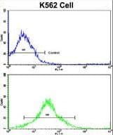 MMP19 Antibody (aa344-373)