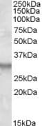 IHC-plus™ ABRI / ITM2B Antibody (aa224-238)