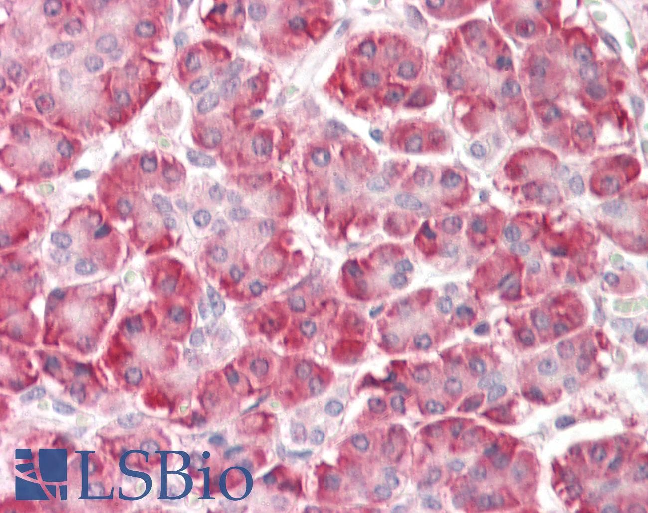 IHC-plus™ Polyclonal Rabbit anti-Human C9orf116 Antibody (IHC, WB)