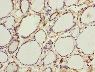 PADI3 Antibody