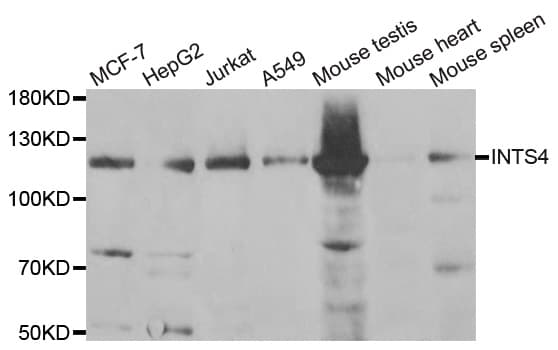 INTS4 Antibody