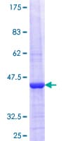Human CTG-B45d / THAP11 Protein (Recombinant GST, N-terminus)
