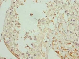 Polyclonal Rabbit anti-Human GPR68 / OGR1 Antibody (IHC, WB)