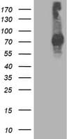 Monoclonal Mouse anti-Human STAT4 Antibody (clone OTI2F3, IHC, IF, WB)