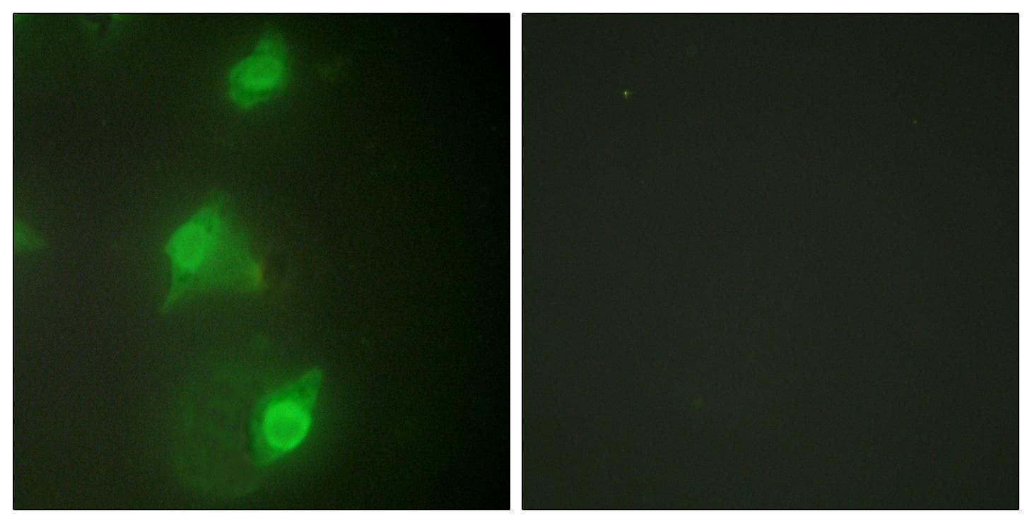 AIRE Antibody