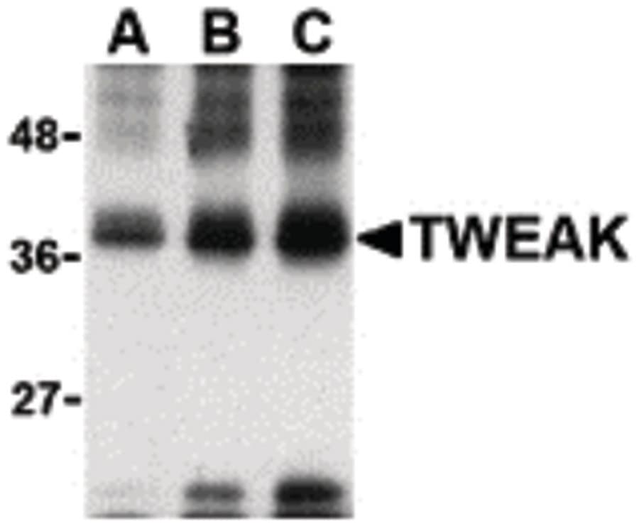 Polyclonal Rabbit anti-Human TNFSF12 / TWEAK Antibody (IHC, IF, WB)