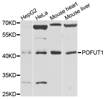 POFUT1 Antibody