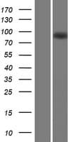 MAP6 Protein (Over-Expression Lysate Myc-DDK (Flag))