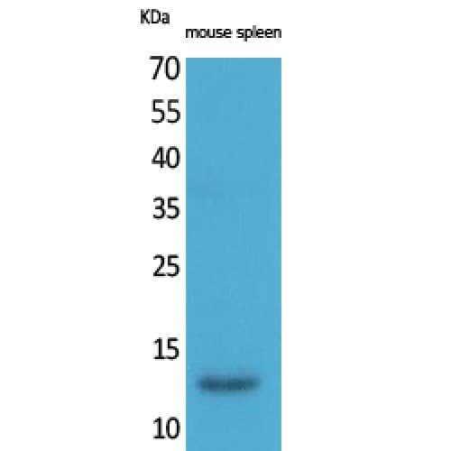 BLC / CXCL13 Antibody (31-80 aa, Internal)