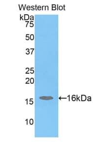 H2AFJ Antibody (aa3-129)