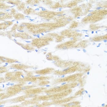 BDNF Antibody