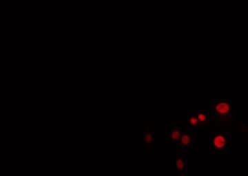 FOXB1+2 Antibody
