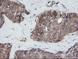 PIK3CG / PI3K Gamma Antibody (clone OTI4B9)