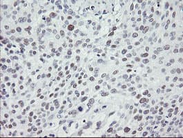 TLE1 / TLE 1 Antibody (aa180-460, clone OTI1F9)