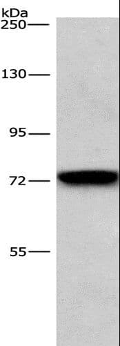 Polyclonal Rabbit anti-Human BCAM / CD239 Antibody (IHC, WB)