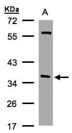 IHC-plus™ Alpha SNAP Antibody (aa78-295)