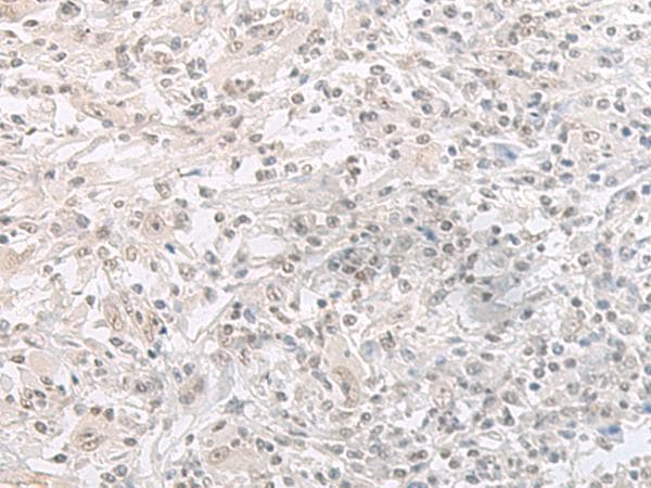 ORC1 Antibody