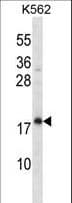 CREG / CREG1 Antibody (aa17-45)
