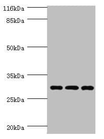 SPIN / SPIN1 Antibody