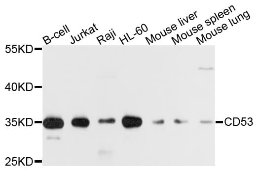 CD53 Antibody
