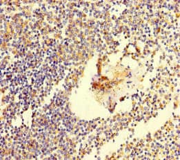 C6orf10 Antibody