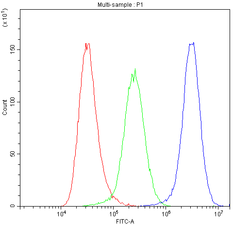 CYPOR / POR Antibody (DY488)