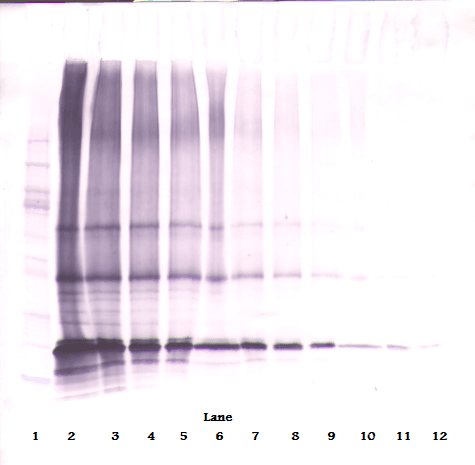 IHC-plus™ Polyclonal Rabbit anti-Human Adiponectin Antibody (IHC, WB)