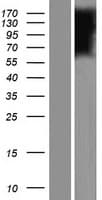 FLVCR2 Protein (Over-Expression Lysate Myc-DDK (Flag))