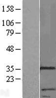 RNF133 Protein (Over-Expression Lysate Myc-DDK (Flag))