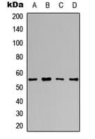 POLG2 Antibody (Internal)
