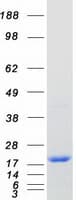 Human REEP5 Protein (Recombinant Myc-DDK (Flag))
