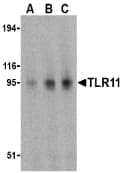 Tlr11 Antibody