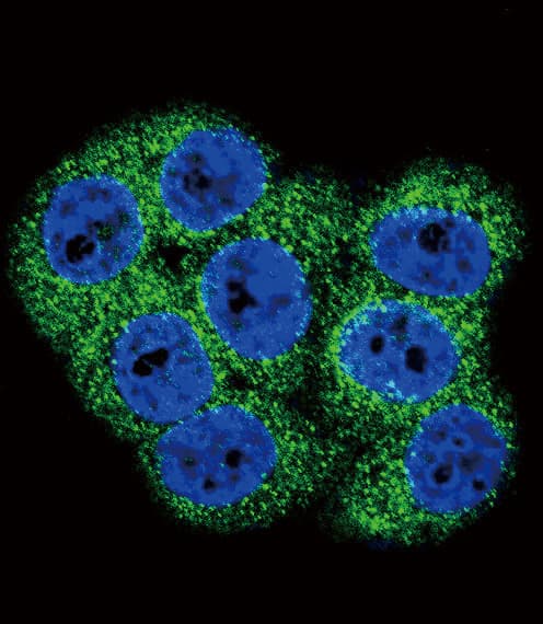 NEP / DDR1 Antibody (aa299-330)