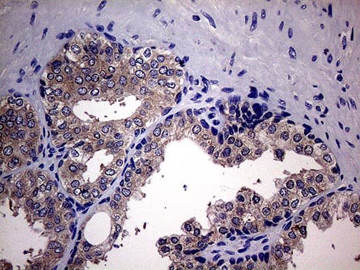 SCFD1 / SLY1 Antibody (aa66-190, clone OTI10D10)