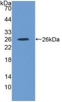 IL4R / CD124 Antibody (aa26-232)
