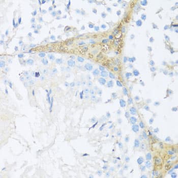 NFE2L2 / NRF2 Antibody