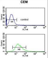 DMC1 Antibody (aa1-30)