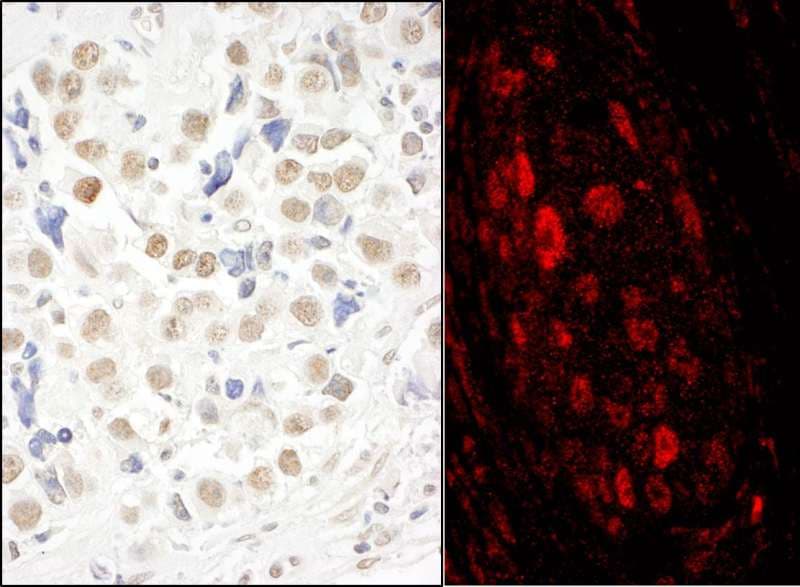 MASTL / GW Antibody (aa550-600)